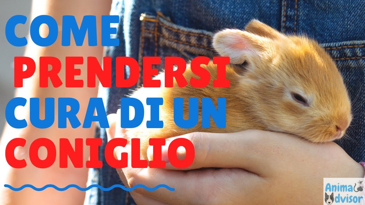 Come Prendersi Cura di un Coniglio