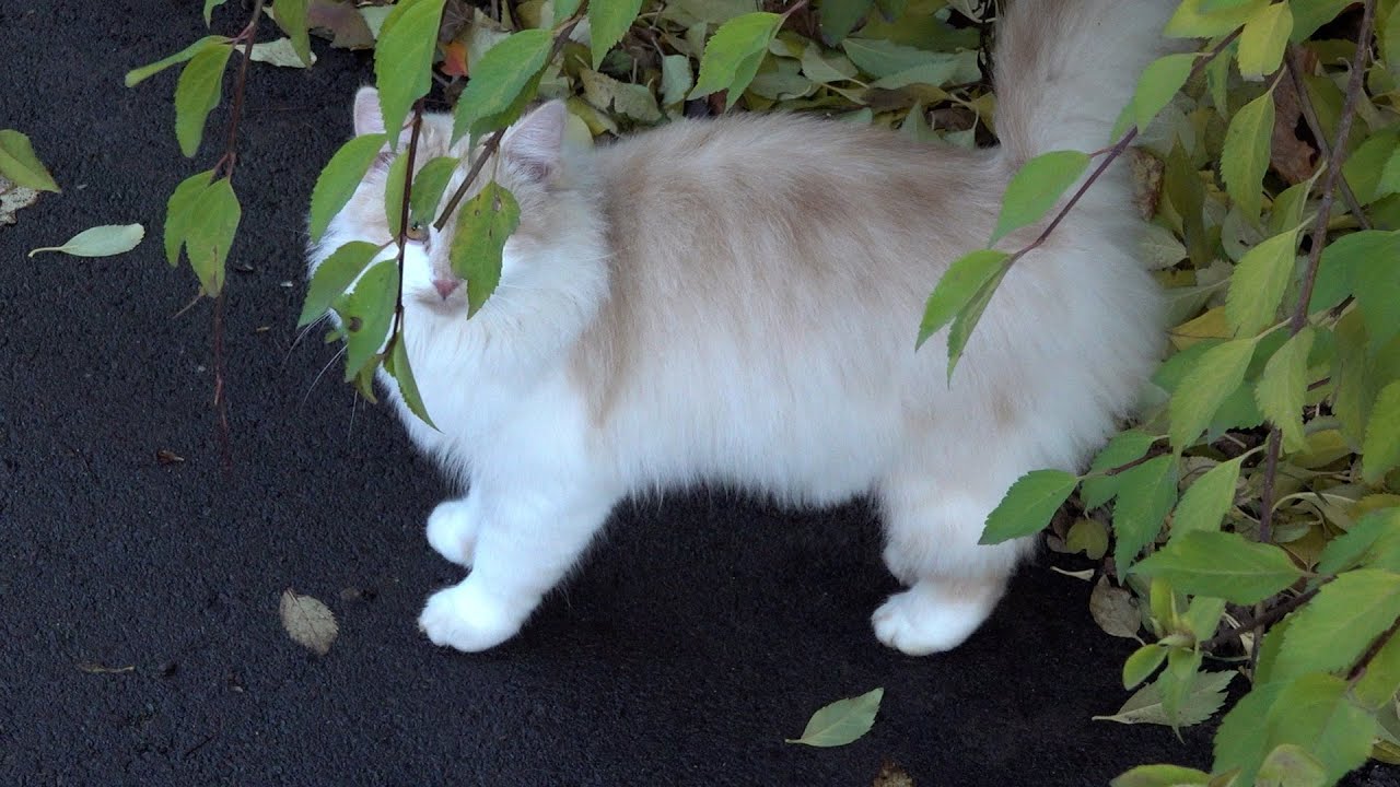 Cute cat with a fluffy tail meets me