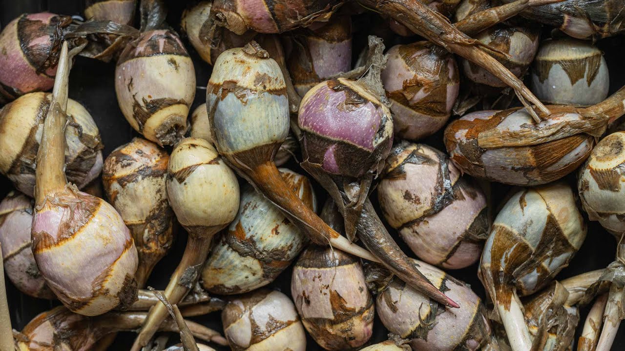 Foraging and Cooking Katniss Plants / Wapato / Rat Potatoes