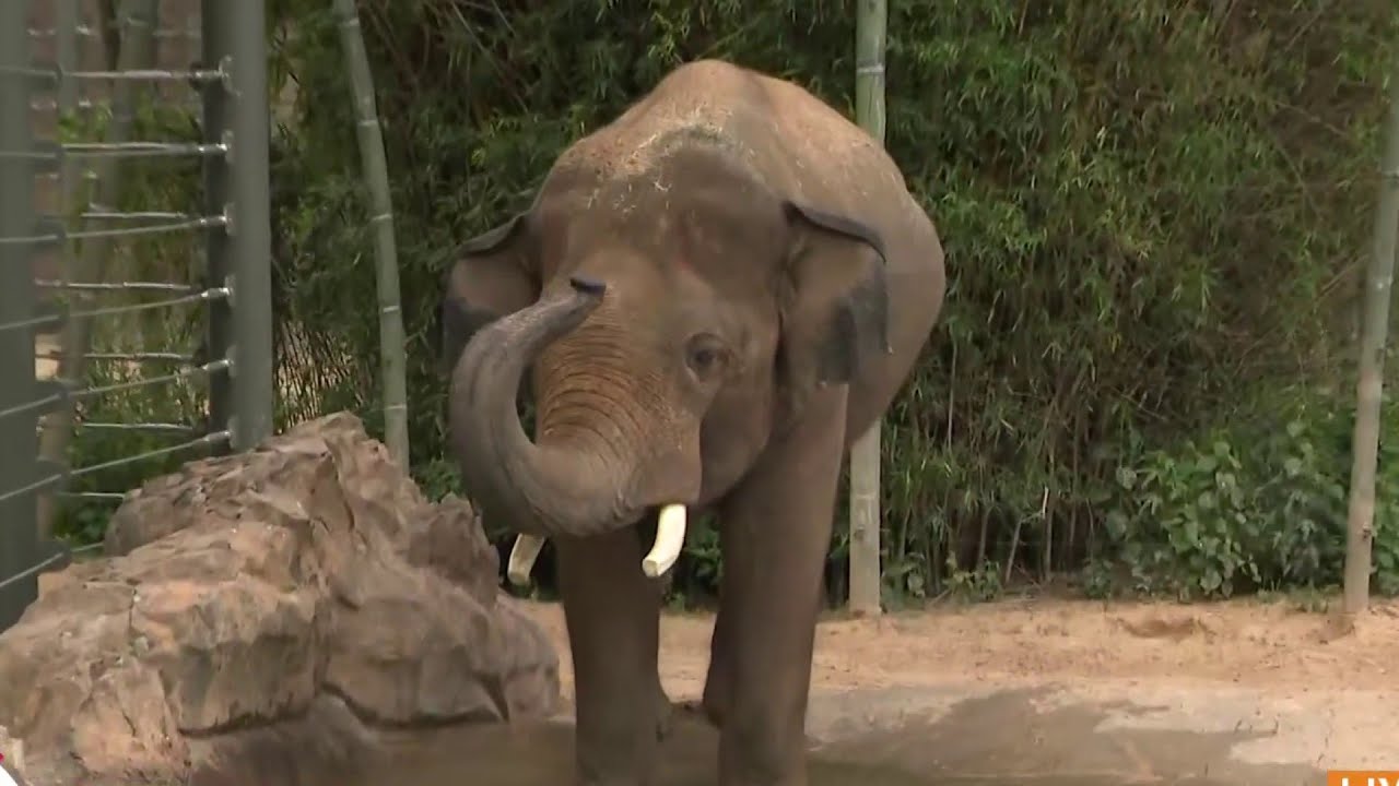 Asian elephants at the Houston Zoo | HOUSTON LIFE | KPRC 2