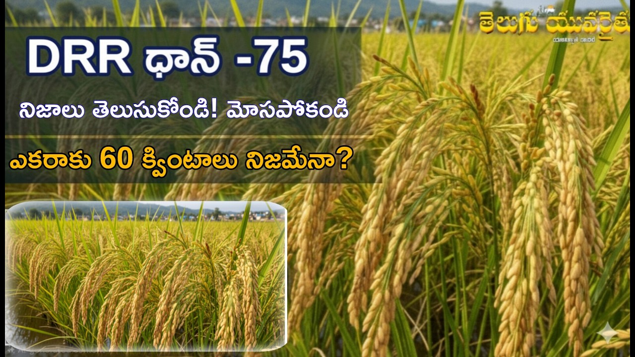 DRR -75 నిజాలు తెలుసుకోండి ! మోసపోకండి | 60 క్వింటాళ్ల దిగుబడి సాధ్యమేనా? #raithu