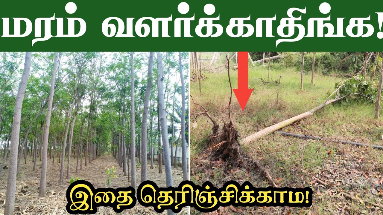 இத பண்ணாம மரம் நாடாதிங்க! முதலுக்கே மோசம் ஆகிடும் | Tree Plantation
