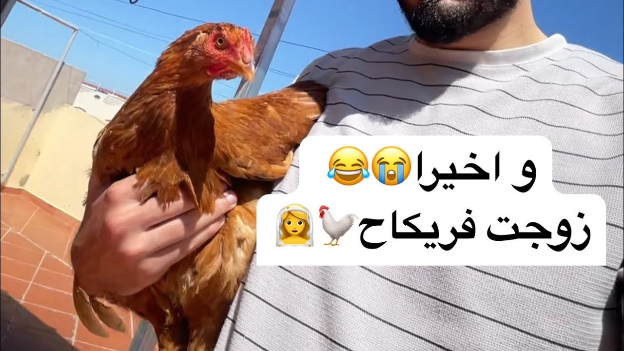 و اخيراا زوجت فريكاح وصاحبو وجيبتلوم المرآة تسناو العرس ديالو غايدوز عالمي 😍😂