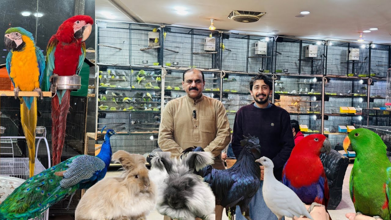 Multan Birds Market 29 January 2026 latest update | Birds Paradise Multan | Mustaq Ahmed |