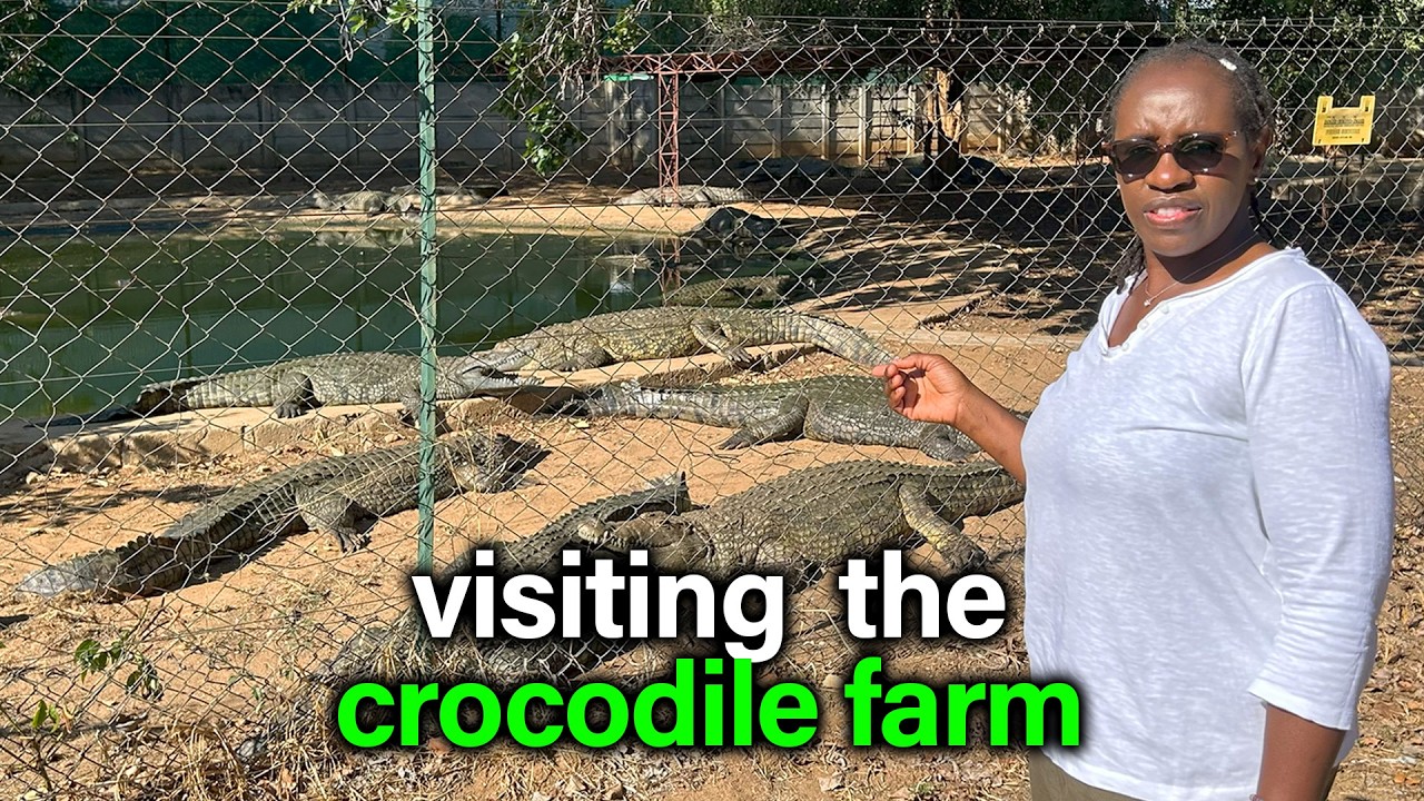 How Crocodiles Are Raised And  Reared For Exotic Meats and Luxury Items in Kariba, Zimbabwe🇿🇼