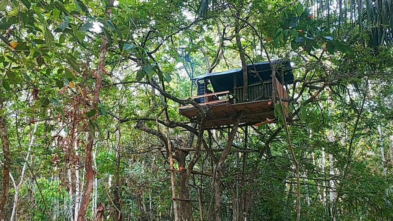 camping di hutan  membangun rumah pohon