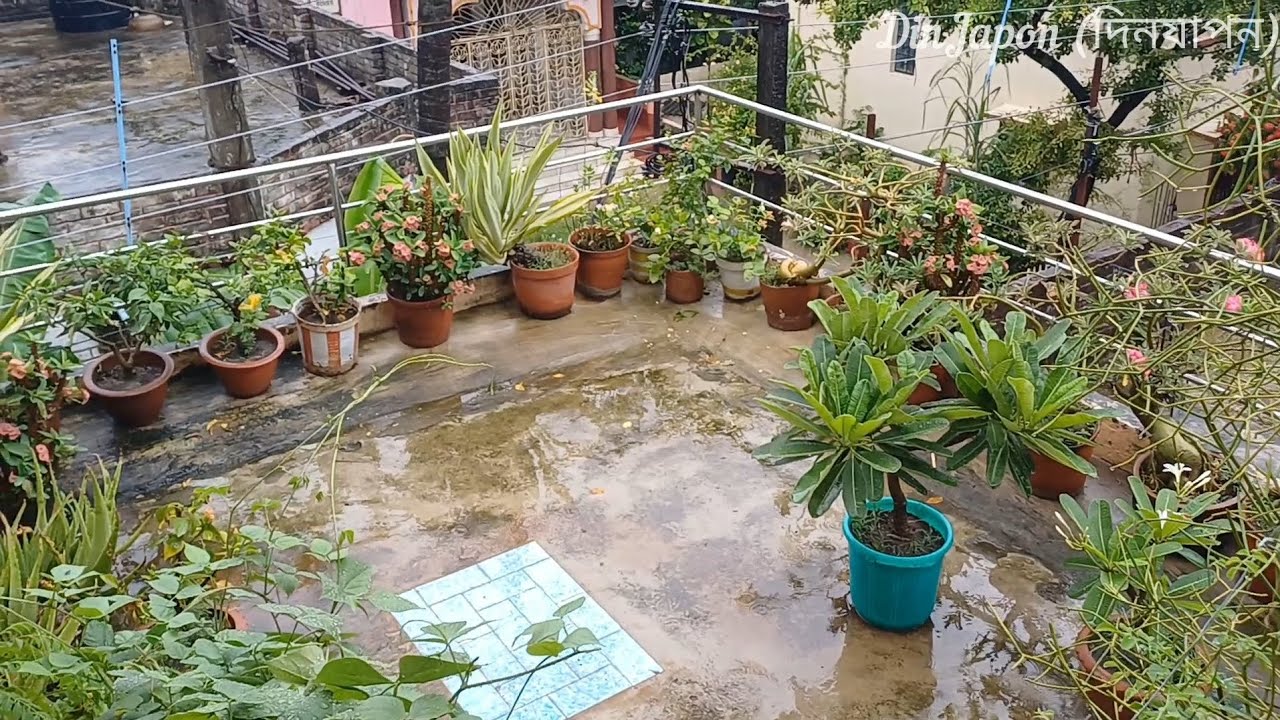 বৃষ্টির দিনে ২টো গাছ বসলাম টবের মাটিতে | Rainy Day Planting Vlog | DinJapon (দিনযাপন)
