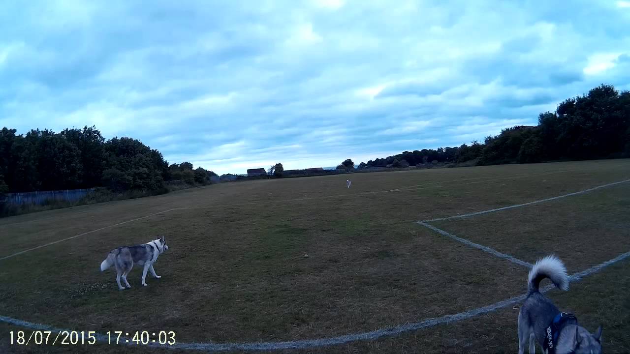 Husky frisbee headpiece