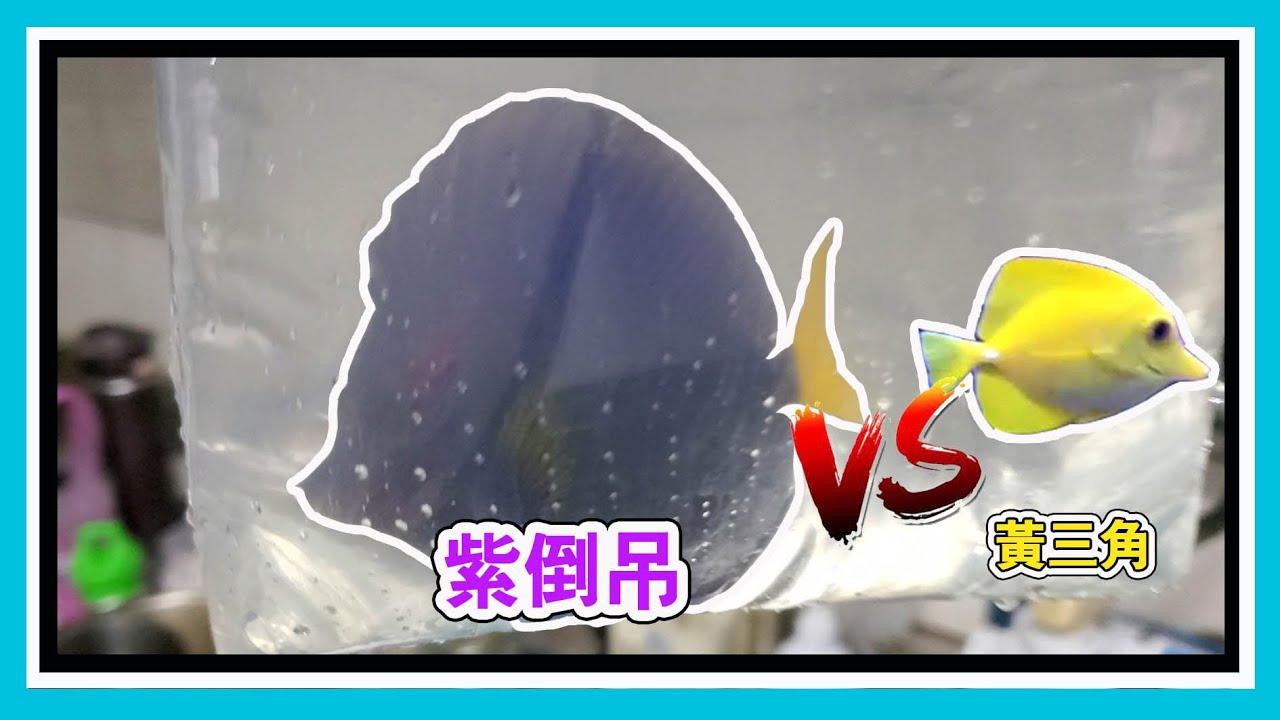世紀最大挑戰 --- 黃三角紫倒吊混養  【阿宅 X Dane's Aquarium】