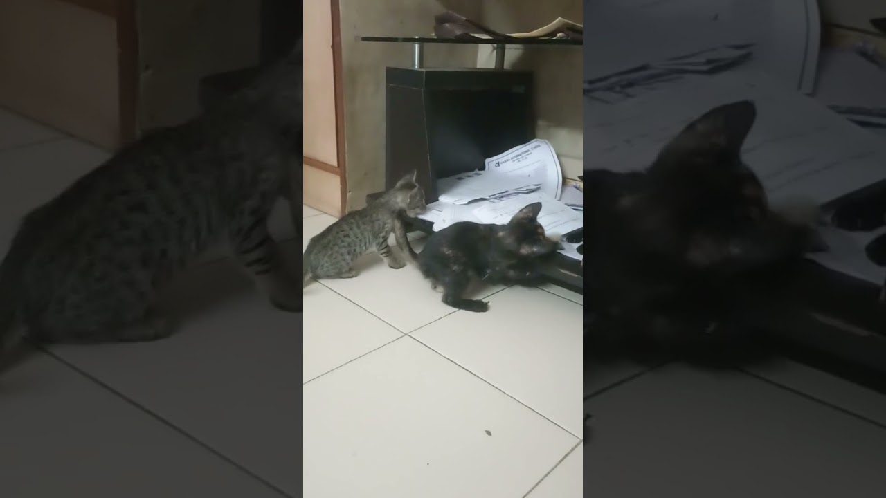 cat  let's play 