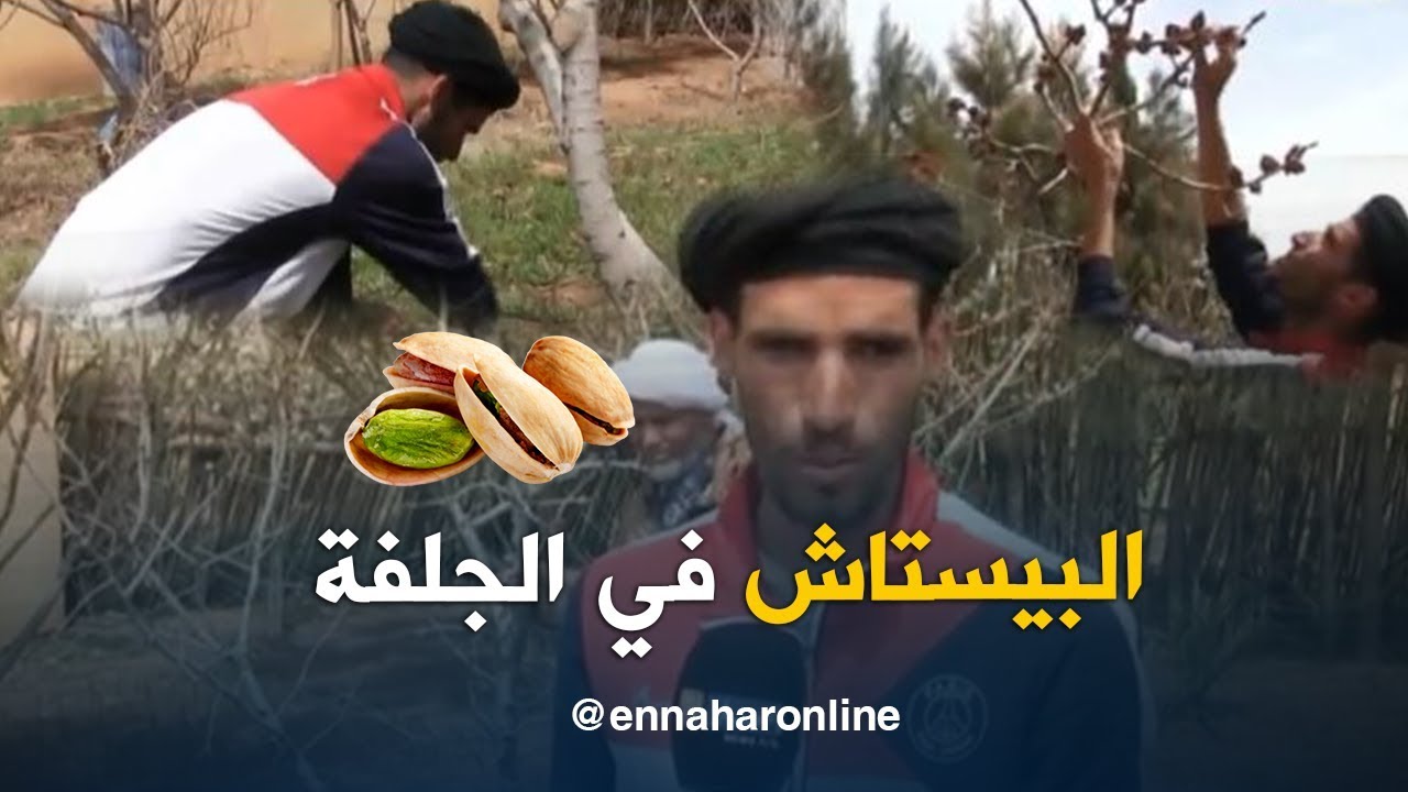 الجلفة: زراعة الفستق.. نتائج باهرة وسط أهداف مستقبلية واعدة