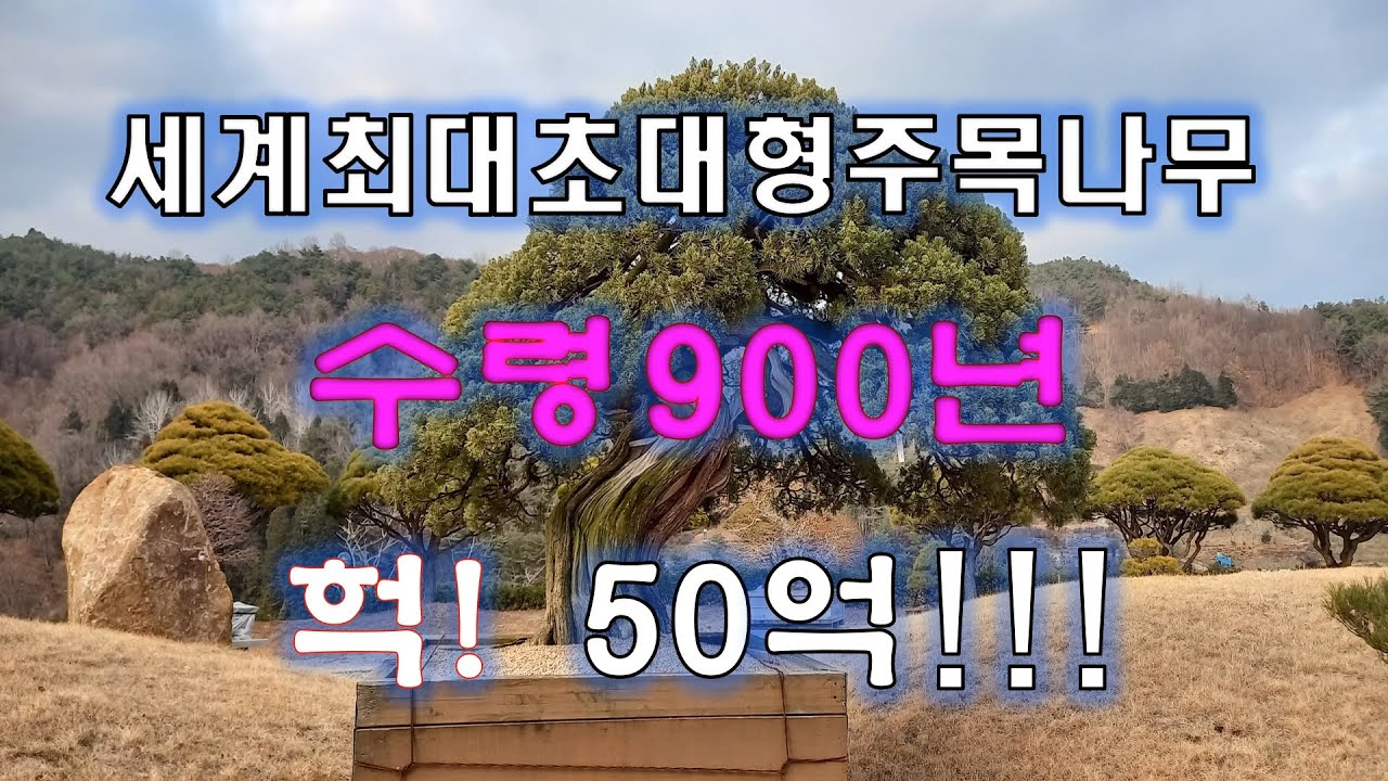수령 900년 분재, 00억 준다 한들 팔지 않는 세계최대 초대형 주목나무분재 ★예술의 성 테마파크★