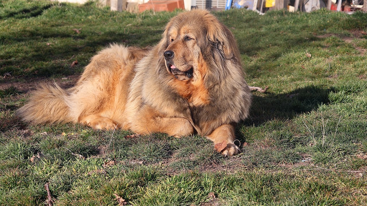 Celtic Dog Friday Hangout Come Say Hi,