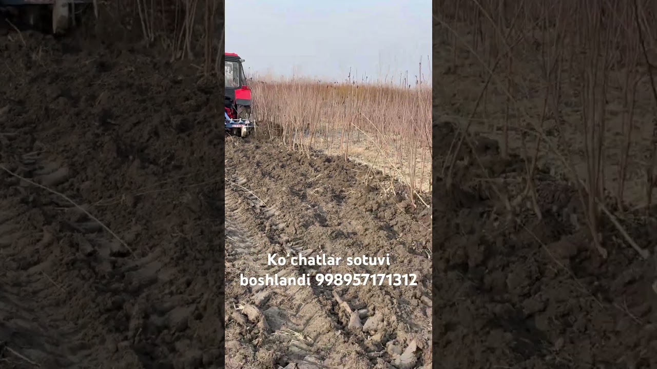 #agro #invest #smartphone #fruit #apple #shots #shortvideo #fargona #toshkent #samarqand
