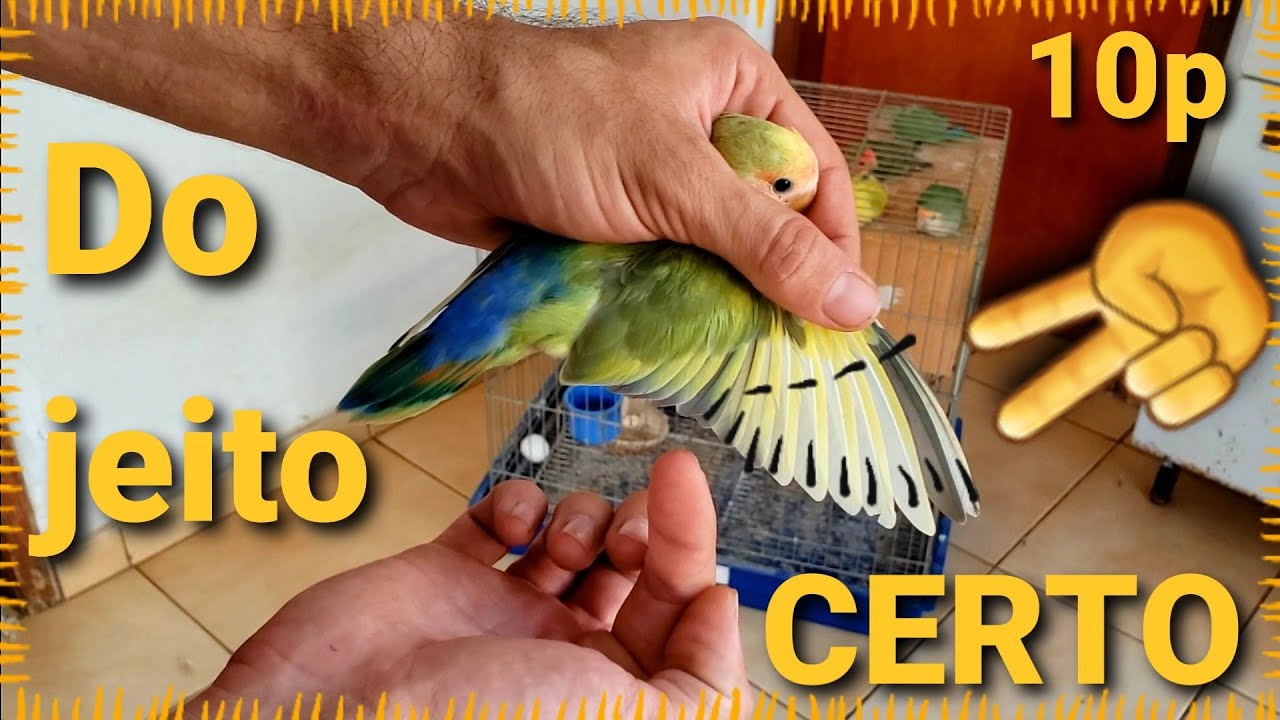 Como cortar a Asa de um Agapornis/periquito australiano e calopsita - Pets Na Net