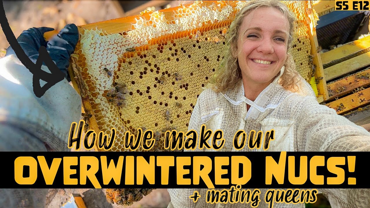 HOW We Mate 100 Queens and Make OVERWINTERED Nucs! Beekeeping 101 #beekeeping
