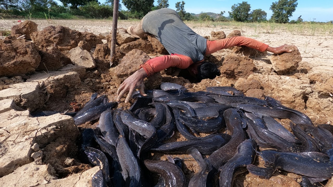 Subterranean Marvels: A Fisherman's Amazing Hand Fishing Skills for Catching Lots of Catfish!