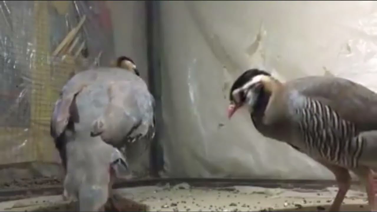 Masqati Chakor Breeding pair