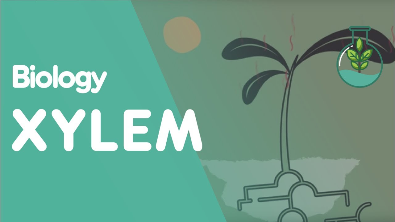 Xylem and Phloem - Part 2 - Transpiration - Transport in Plants | Biology | FuseSchool