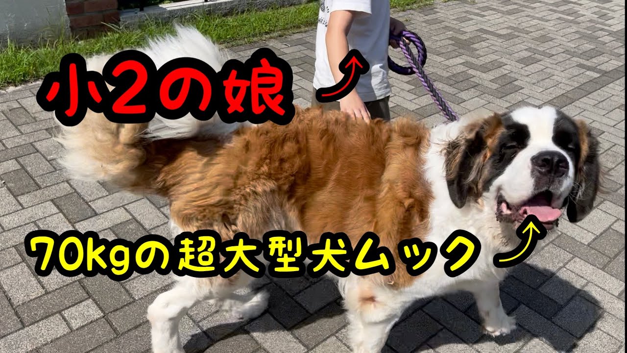 超大型犬を散歩する娘【セントバーナード】