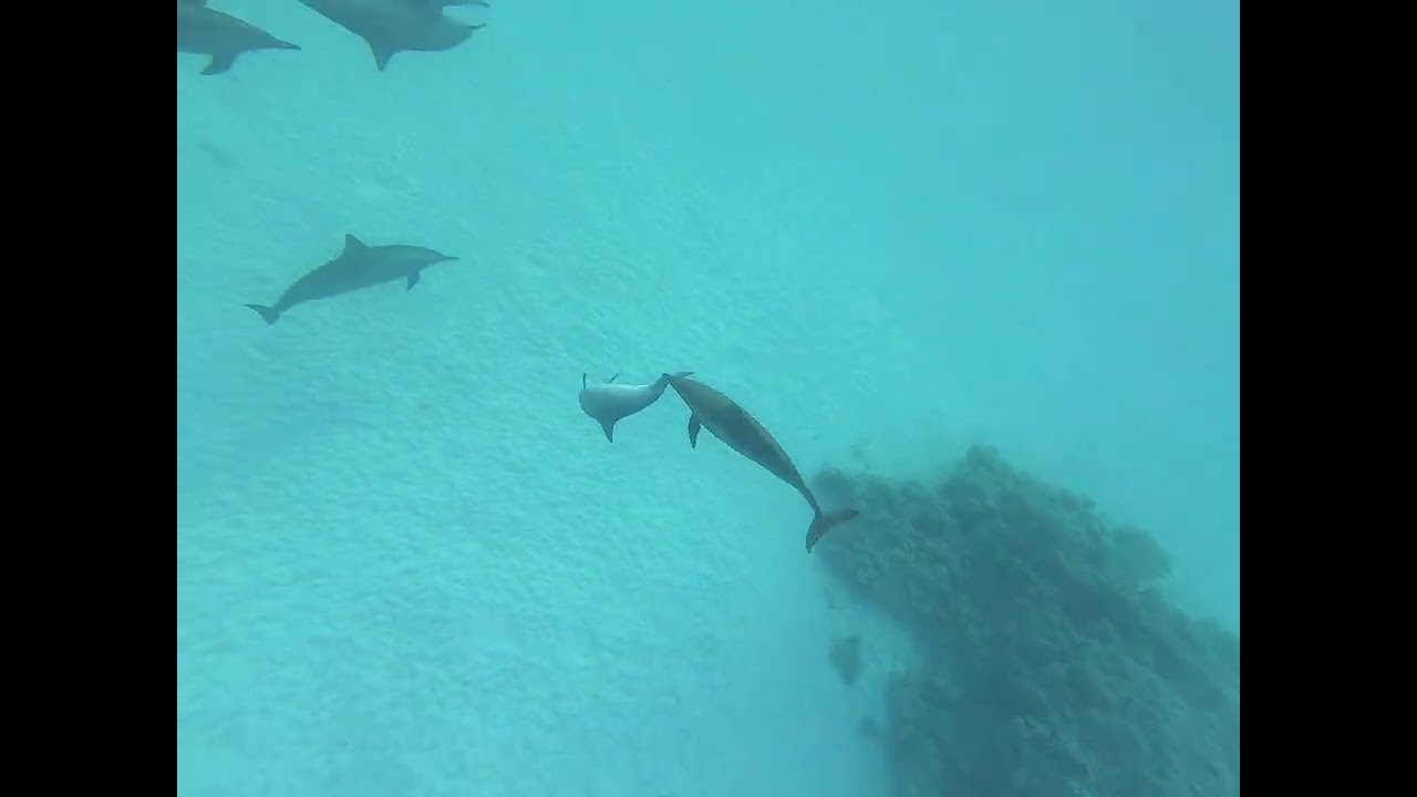 Plavání s delfíny 5