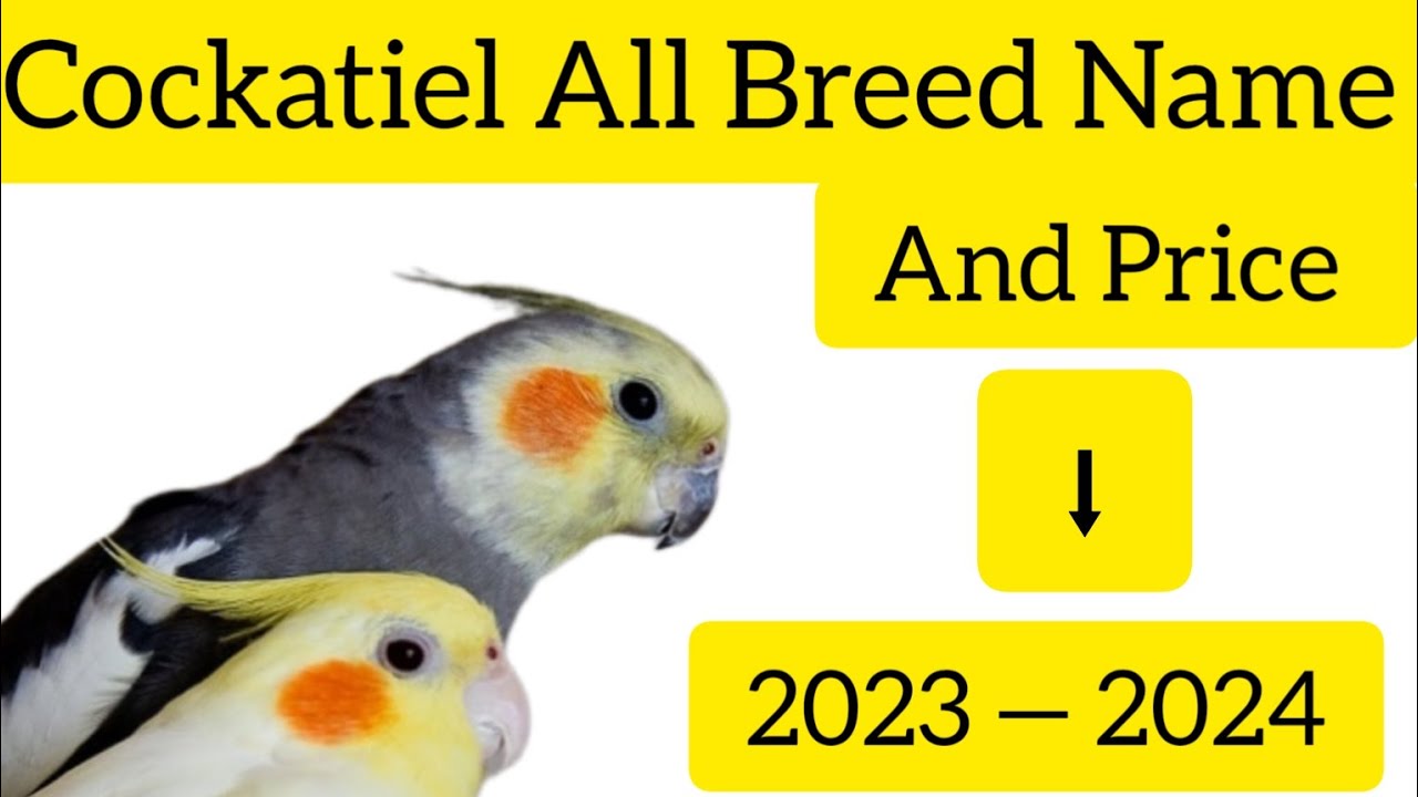 Cockatiel Bird All Breed Name And Price 2023— 2024❤️