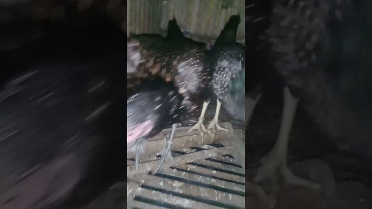 Isang mapagpala tanghali mga kasangkay nagpakain Tau ng ating mga alaga manok 