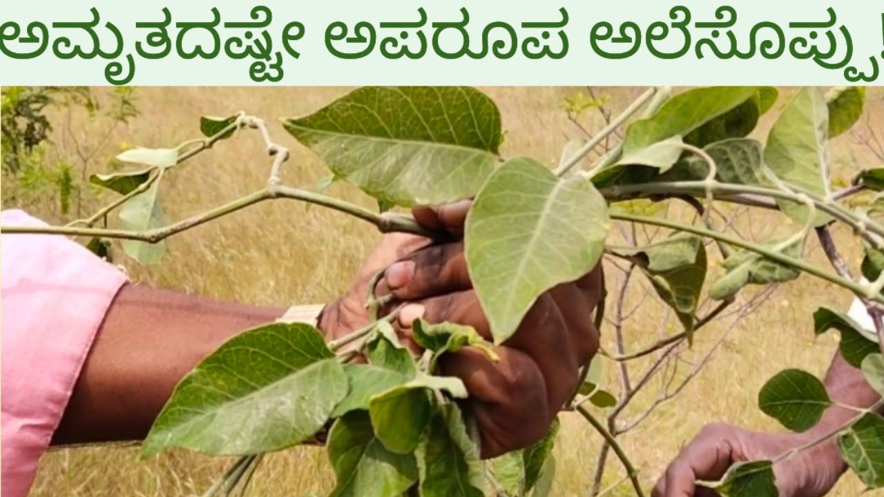 ಅಮೃತದಷ್ಟೇ ಅಪರೂಪ ಅಲೆ ಸೊಪ್ಪು! Ayurveda Plant/ಅಲೆ ಸೊಪ್ಪಿನ ಸಾಂಬಾರ್ ಉಂಡಿದ್ದೀರಾ?/Ahle Soppu #nativenest