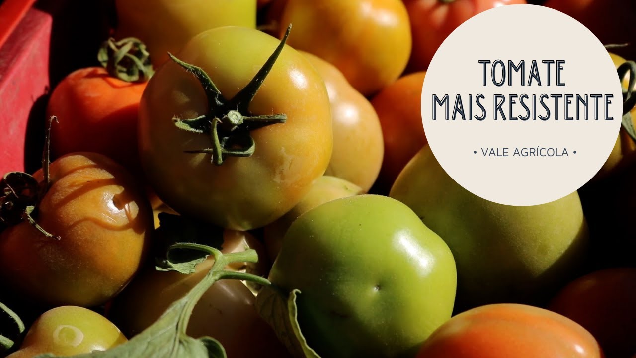 Nova variedade de tomate é mais resistente a doenças!