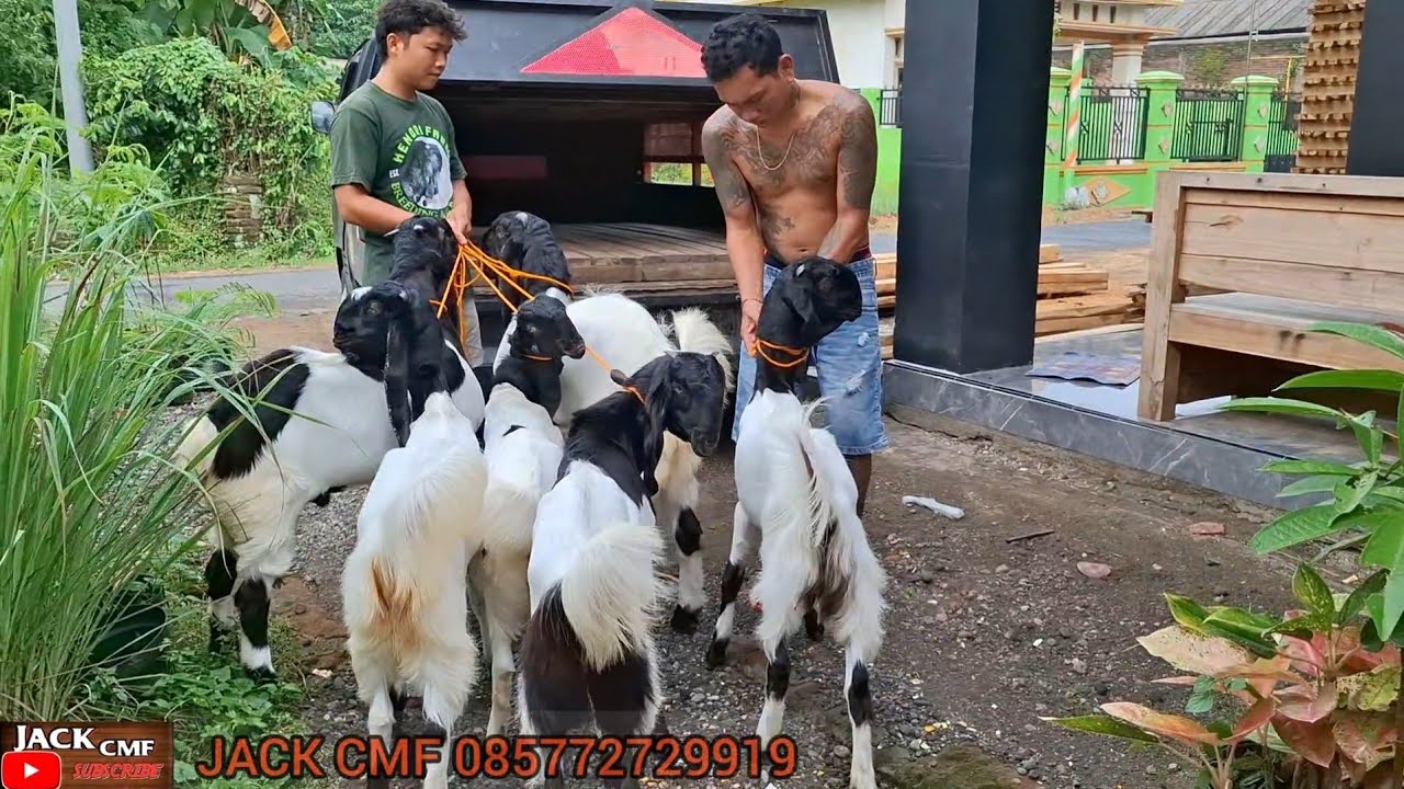 PANEN ANAK BARONGAN DAN PITULAS LANGSUNG LAKU