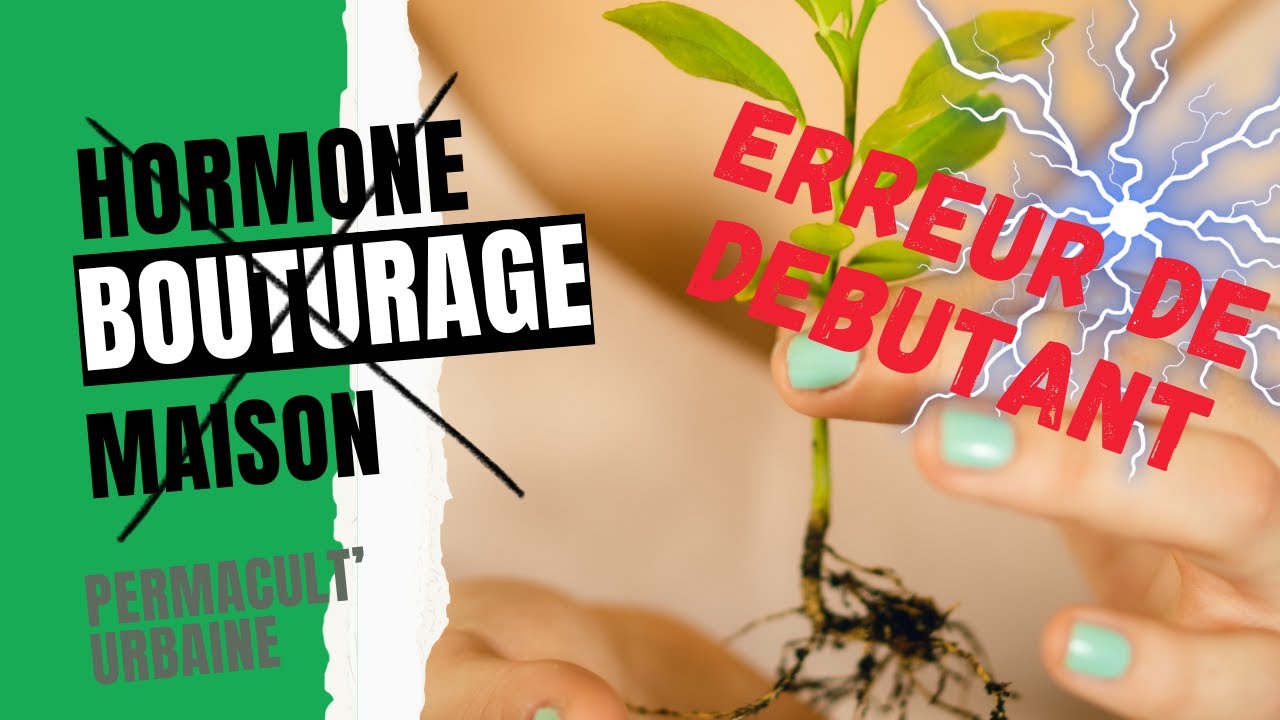 Aspirine au jardin : Fabriquer une hormone de bouturage maison gratuite : Erreur de débutant