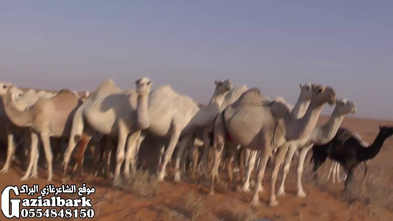 تغطية منقية الشاعر عايد بن ريلان المهيمزي