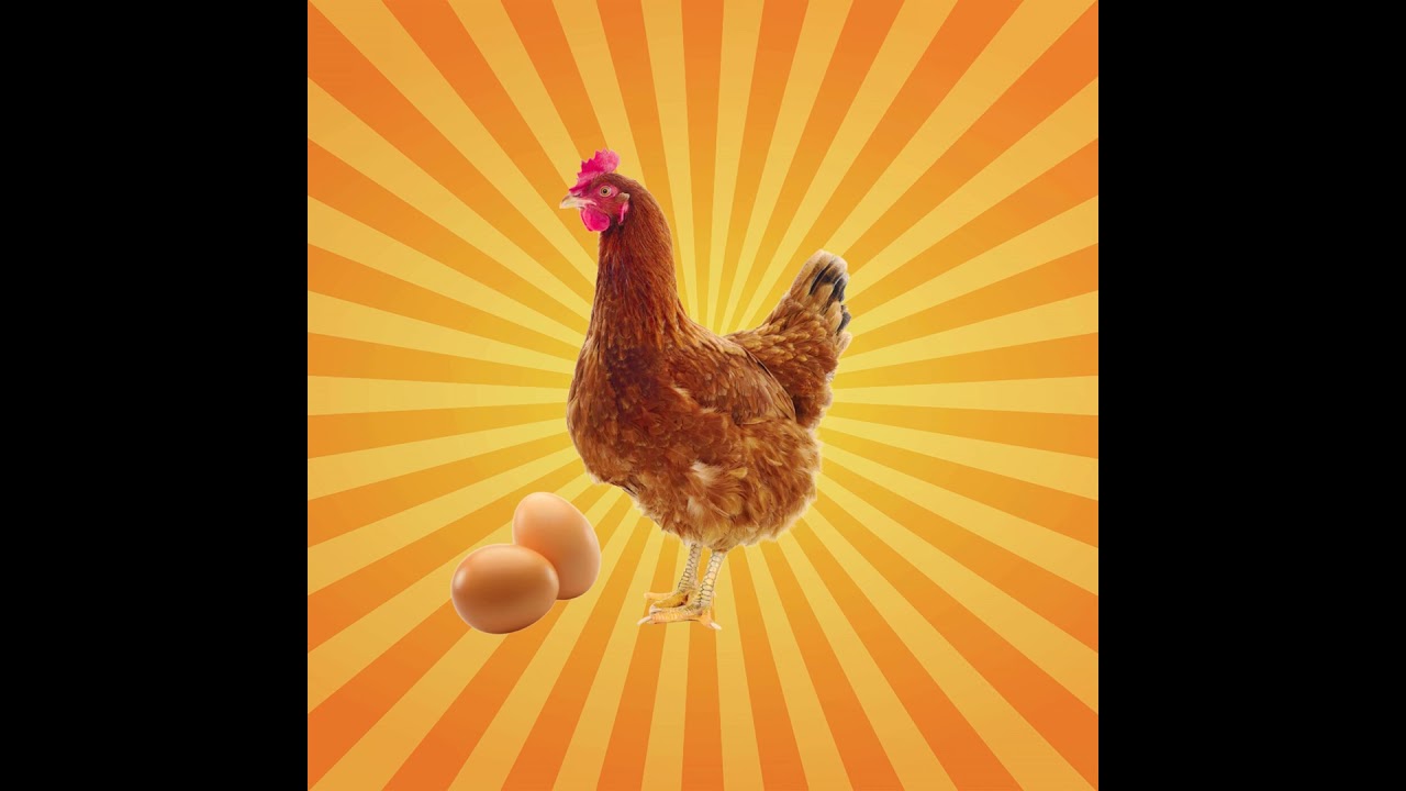 La poule, un oiseau raisonné, capable de compter !