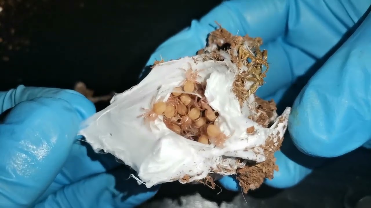 Odbieranie kokonu. P. murinus usambara😁😁