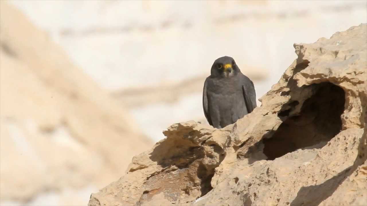 Sooty Falcons  - Falco concolor - בז שחור