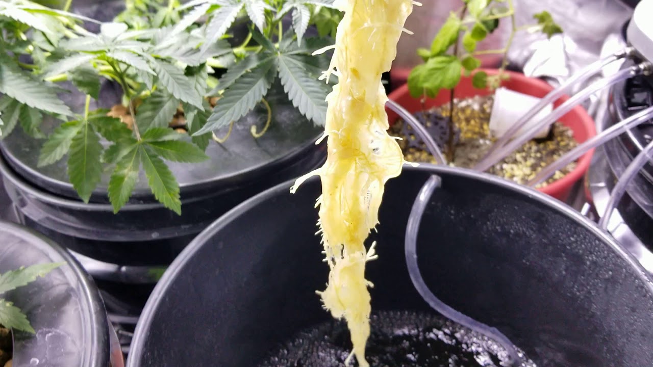 VIAGROW RDWC GROW SYSTEM. ITS GETTING REAL