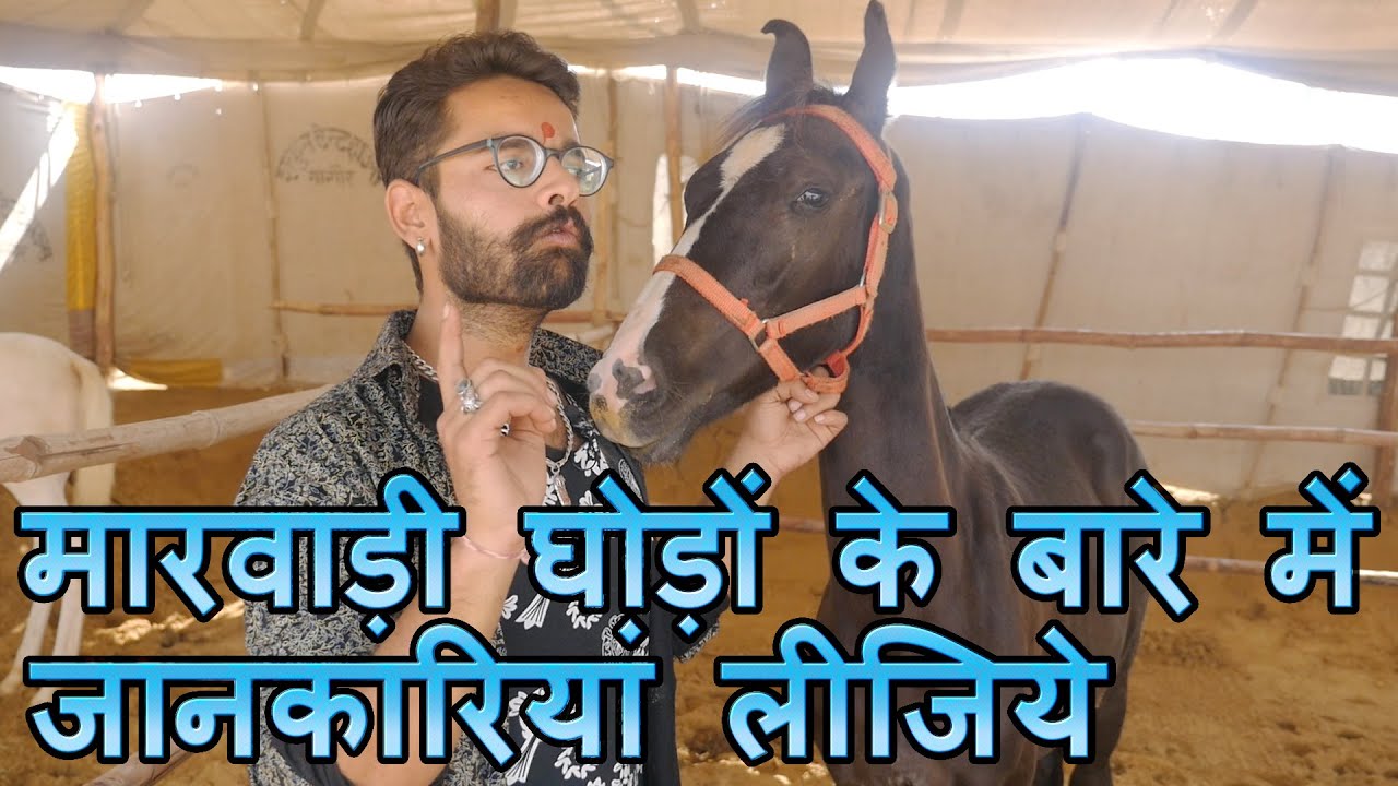 मारवाड़ी घोड़ों के बारे में जानकारियां लीजिये || Know details about Marwari Horse