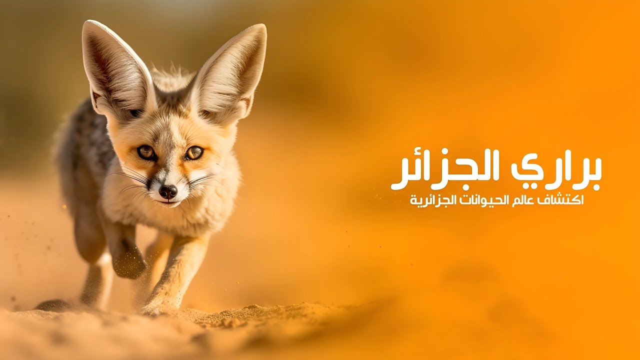 براري الجزائر رحلة في أعماق الحياة البرية واكتشاف عالم الحيوانات الجزائرية | كويست عربية