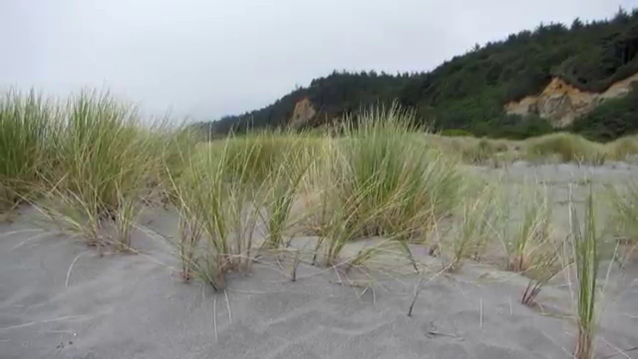Gold Bluffs Beach CA Wind