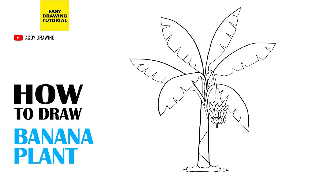 How to Draw Banana Plant