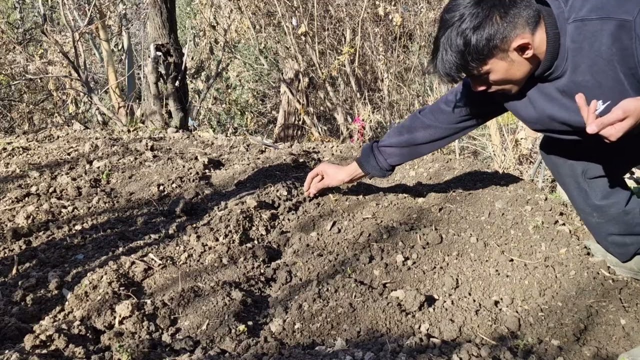 Life in village /sowing seeds /beetroot radish,green peas 🫛 