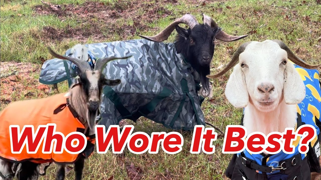 Freezing Temps = Goats in Coats 