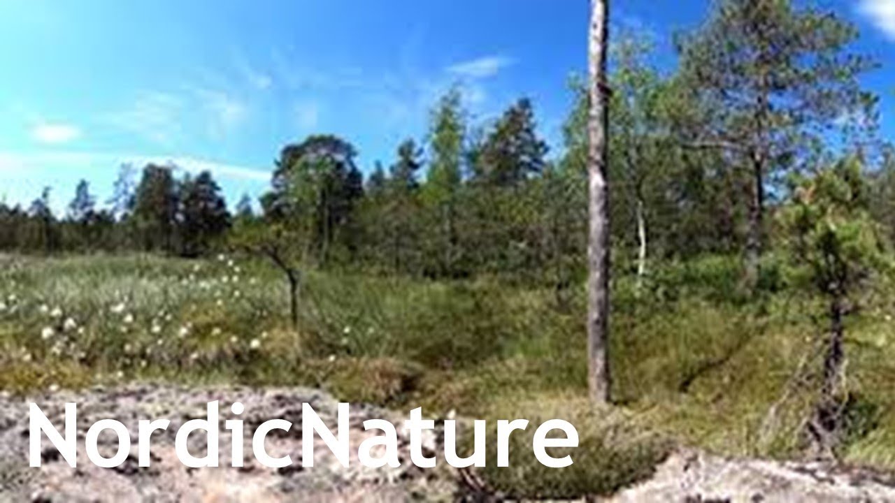 Cottongrass field 360, bog habitat, Nordic nature