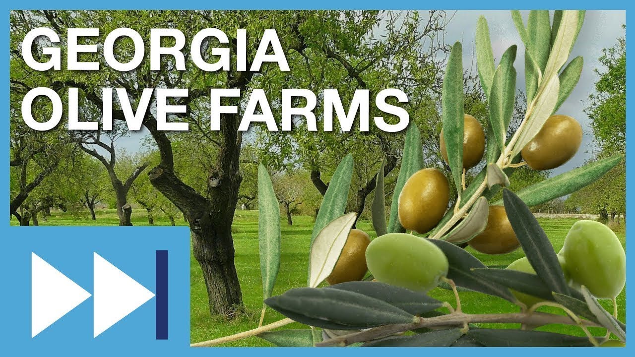 Georgia Olive Farms | Fast Forward