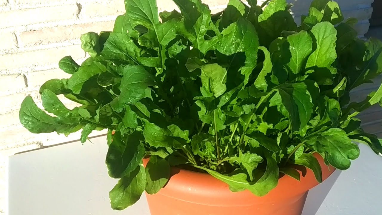 R&Uacute;CULA en MACETA