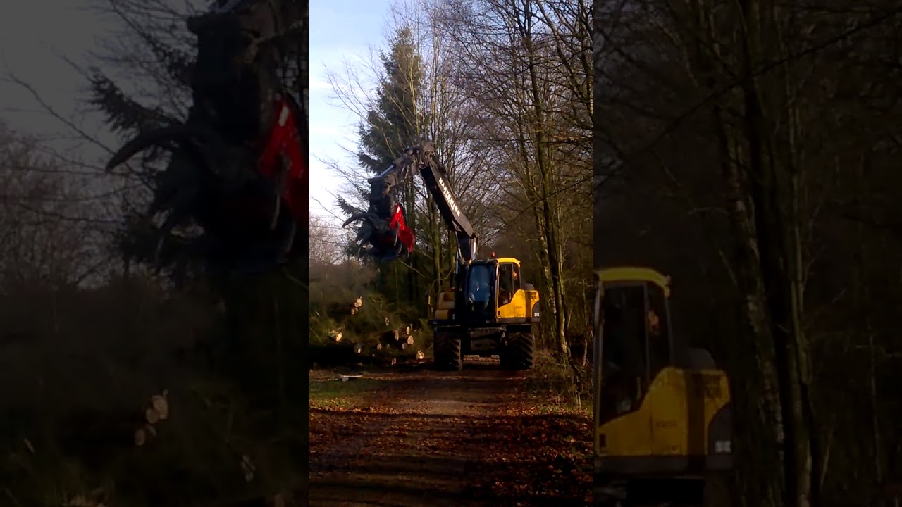 Bomen vellen met Forestcutter