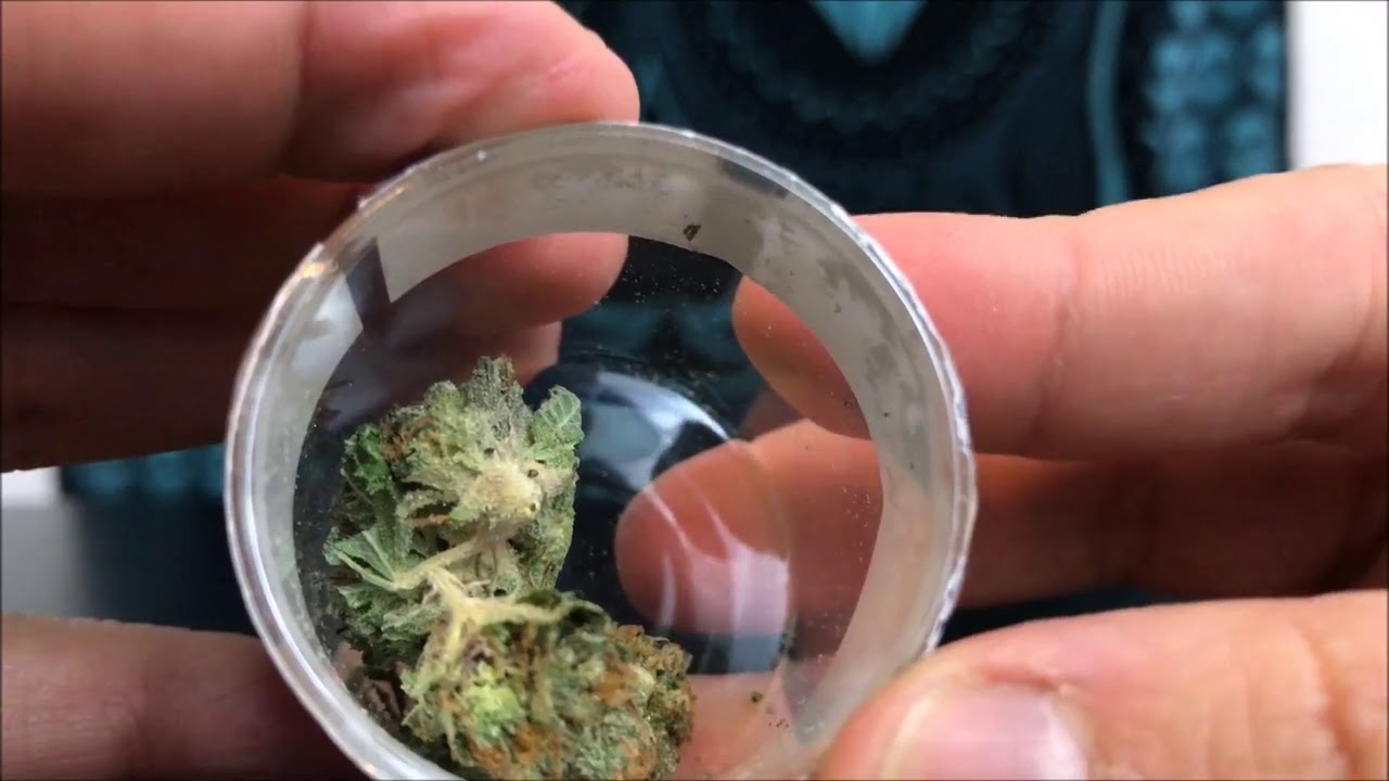 Cornbread By Blue Roots Cannabis Recreational Cannabis review WB4ZHxVyqfg