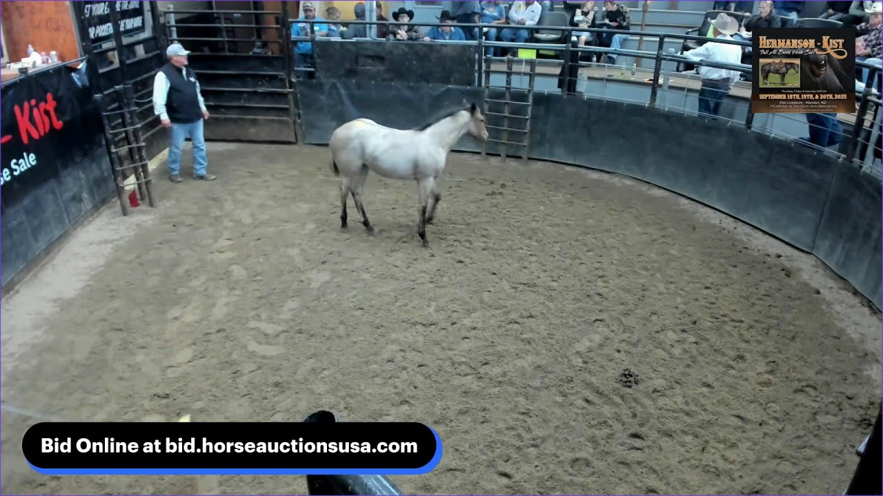 Hermanson-Kist Fall Horse Sale - Mandan, ND