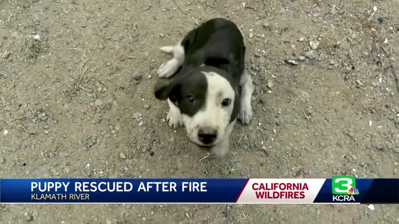 VIDEO: Puppy rescued from Northern California wildfire rubble