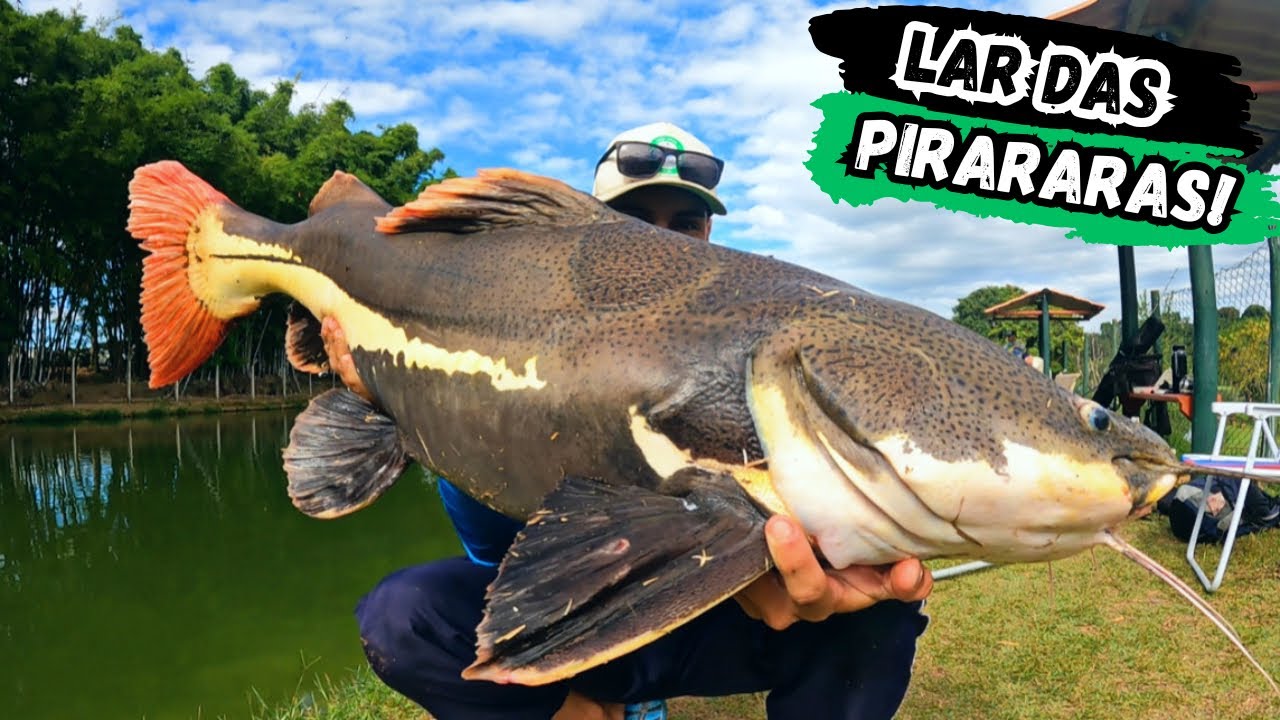 UM LAGO SÓ COM PEIXES DE COURO, JÁ VIU ISSO!?